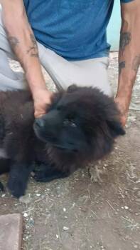 FOSTER ME - Ashlee -  Chow Chow Dog for Adoption in Grafton, Wisconsin - FOSTER ME - Ashlee | PetCurious