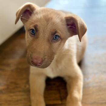 Frida -  Labrador Retriever and German Shepherd Dog Dog for Adoption in Minneapolis, Minnesota - Frida | PetCurious