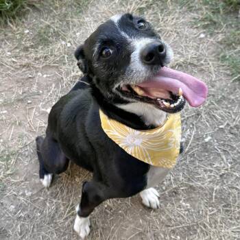 GODDESS -  Terrier Dog for Adoption in Beaumont, Texas - GODDESS | PetCurious