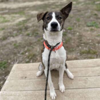 Rescue Catahoula Leopard Dog Dogs for Adoption in Center Point, Texas - Samoa | PetCurious
