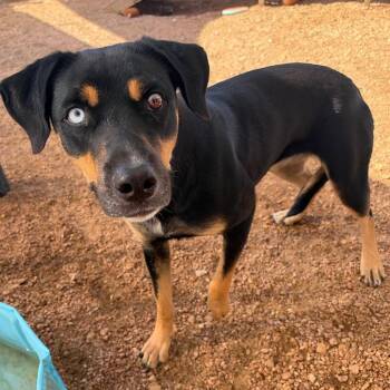 Ivy KCAC -  Mixed Breed Dog for Adoption in Kerrville, Texas - Ivy KCAC | PetCurious