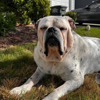 Yoshi -  Bulldog Dog for Adoption in Cornelius, North Carolina - Yoshi | PetCurious