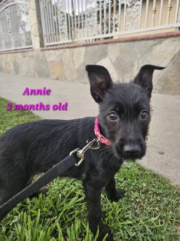 Terrier Dogs Available for Adoption - Annie | PetCurious