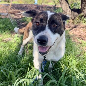 American Staffordshire Terrier and Mixed Breed Dogs Available for Adoption - ATHENA | PetCurious