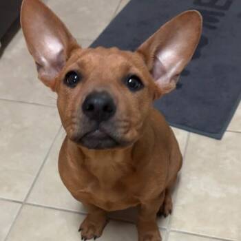 Pit Bull Terrier and Labrador Retriever Dogs Available for Adoption - Scarlett NYC | PetCurious