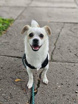 Duke -  Chihuahua Dog for Adoption in Fremont, Nebraska - Duke | PetCurious