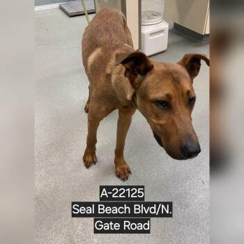 A-22125 -  German Shepherd Dog Dog for Adoption in Westminster, California - A-22125 | PetCurious