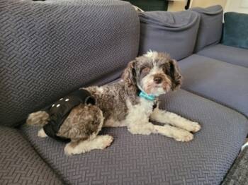 Rescue Schnauzer and Mixed Breed Dogs for Adoption in Fort Worth, Texas - Gaia | PetCurious