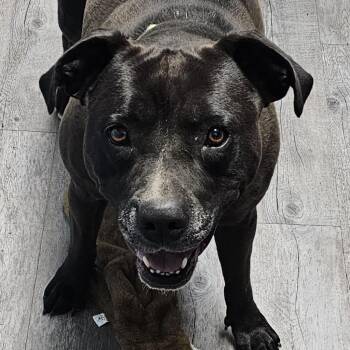 Zoey -  Mixed Breed Dog for Adoption in Camden, Delaware - Zoey | PetCurious