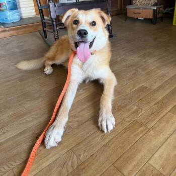 Weasley D46487 -  Labrador Retriever and Mixed Breed Dog for Adoption in Corsicana, Texas - Weasley D46487 | PetCurious