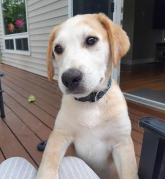 Gus -  Labrador Retriever and Husky Dog for Adoption in Bancroft, Ontario - Gus | PetCurious