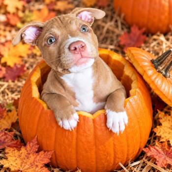 Tilly -  Pit Bull Terrier and Mixed Breed Dog for Adoption in New Orleans, Louisiana - Tilly | PetCurious