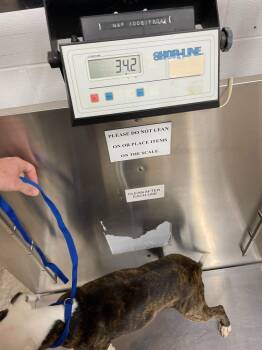 Rex -  Hound Dog for Adoption in Clarksville, Tennessee - Rex | PetCurious