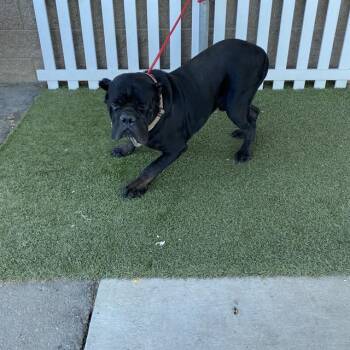 Rescue Cane Corso and Mixed Breed Dogs for Adoption in Modesto, California - A603597 | PetCurious