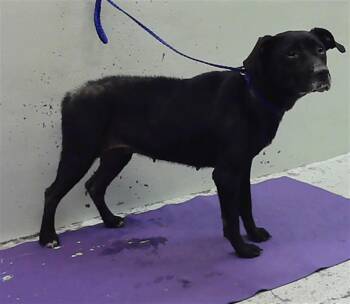 Labrador Retriever and Mixed Breed Dogs Available for Adoption in Houston, Texas - SOLAVINO | PetCurious