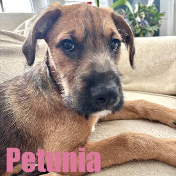 Bernadoodle and Boxer Dogs Available for Adoption - Petunia | PetCurious