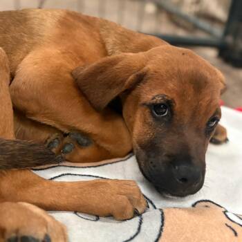 Bloodhound and Shepherd Dogs Available for Adoption in Tulsa, Oklahoma - Nina | PetCurious