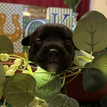 Rat Terrier and Pug Dogs Available for Adoption in Oklahoma City, Oklahoma - Brutus C-34441 | PetCurious