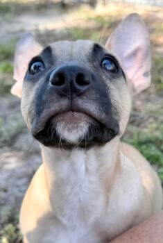 Dachshund and American Bulldog Dogs Available for Adoption in St. Augustine, Florida - Thia Puppy 5 | PetCurious