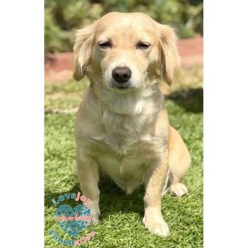 Biscuit -  Spaniel Dog for Adoption in Inglewood, California - Biscuit | PetCurious