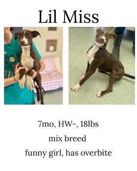 Rescue Mixed Breed Dogs for Adoption in Albany, Georgia - Lil Miss | PetCurious