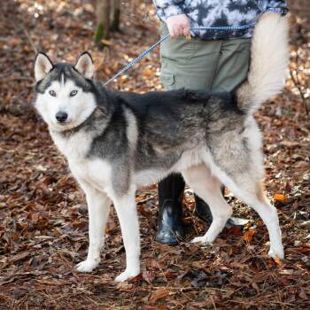 Husky Dogs Available for Adoption - HASTINGS-30415 | PetCurious