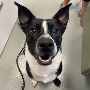 Rescue Border Collie and Mixed Breed Dogs for Adoption in Abilene, Texas - Loki | PetCurious