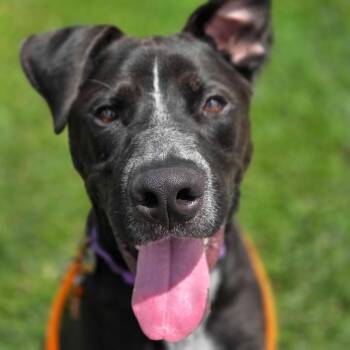 Marcus -  Labrador Retriever Dog for Adoption in Grand Rapids, Michigan - Marcus | PetCurious