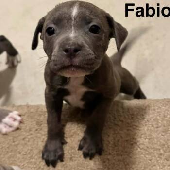 Fabio -  Pit Bull Terrier and Mixed Breed Dog for Adoption in Olathe, Kansas - Fabio | PetCurious