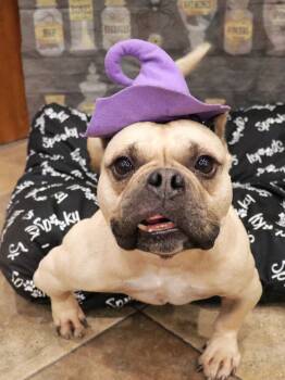 Rescue French Bulldog and English Bulldog Dogs for Adoption in Apple Valley, California - Charlotte May | PetCurious