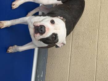 Maybell -  Mixed Breed Dog for Adoption in Germantown, Tennessee - Maybell | PetCurious