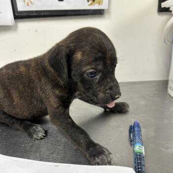 Hound Dogs Available for Adoption in Parrish, Alabama - North | PetCurious