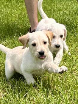 Bob and Ben -  Golden Retriever and Labrador Retriever Dog for Adoption - Bob And Ben | PetCurious