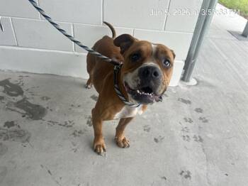 TIMMY -  Boxer Dog for Adoption in Ocala, Florida - TIMMY | PetCurious