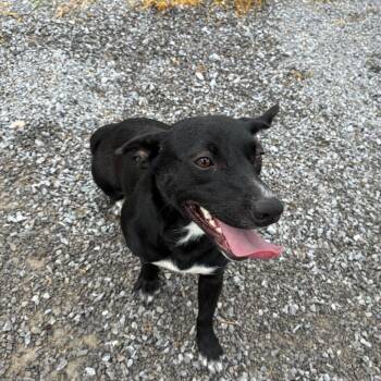 Daisy -  Mixed Breed and Rat Terrier Dog for Adoption in Morganfield, Kentucky - Daisy | PetCurious