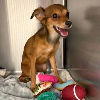 Foxy 2538 -  Papillon and Mixed Breed Dog for Adoption in Loxahatchee Groves, Florida - Foxy 2538 | PetCurious