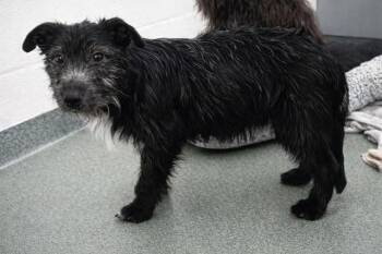 Schnauzer and Poodle Dogs Available for Adoption - Rudy | PetCurious