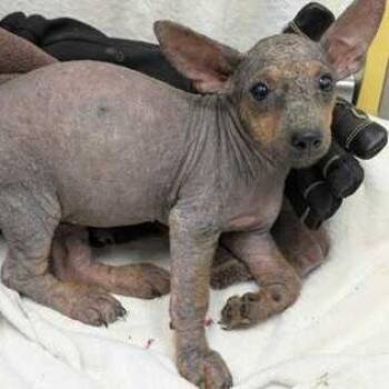 Constance -  Terrier and Mixed Breed Dog for Adoption in Chicago, Illinois - Constance | PetCurious