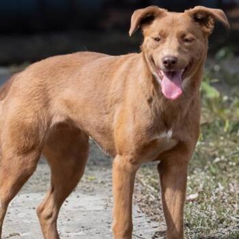 EDITH -  Golden Retriever Dog for Adoption in Athens, Alabama - EDITH | PetCurious