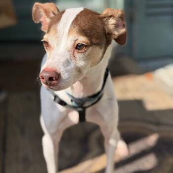 Sushi -  Rat Terrier and Mixed Breed Dog for Adoption in Abbotsford, British Columbia - Sushi | PetCurious
