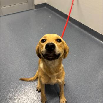 Tisha -  Mixed Breed Dog for Adoption in Saint Joseph, Missouri - Tisha | PetCurious