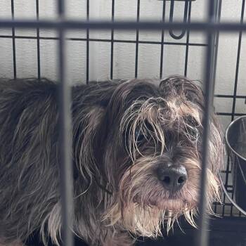 Yorkshire Terrier and Mixed Breed Dogs Available for Adoption in Houston, Texas - Oslo | PetCurious