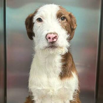 Terrier and Mixed Breed Dogs Available for Adoption - FOSTER OR FOSTER-TO-ADOPT NEEDED Quiet Ten | PetCurious