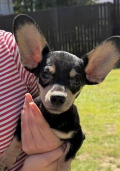 Miniature Pinscher and Dachshund Dogs Available for Adoption in Washington, District Of Columbia - Babe Dumbo | PetCurious