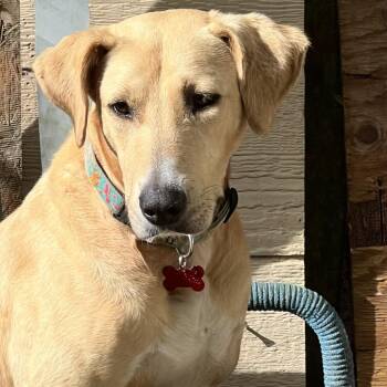 Yellow Labrador Retriever Dogs Available for Adoption in Volcano, Hawaii - Lily | PetCurious