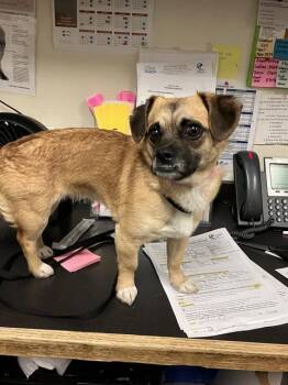 Pug and Terrier Dogs Available for Adoption - JELLY | PetCurious