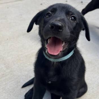 Cardinal Richelieu -  Mixed Breed Dog for Adoption in Fredericksburg, Virginia - Cardinal Richelieu | PetCurious