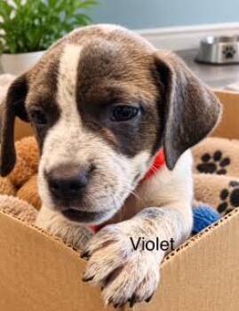 Violet -  Labrador Retriever Dog for Adoption in Mcallen, Texas - Violet | PetCurious