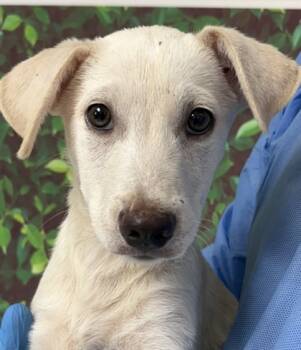 Rescue Shepherd and Mixed Breed Dogs for Adoption in San Antonio, Texas - Zara | PetCurious