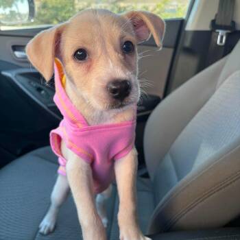 Cali -  Terrier and Chihuahua Dog for Adoption in Seal Beach, California - Cali | PetCurious